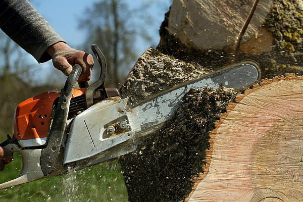 How Our Tree Care Process Works  in  Covington, LA